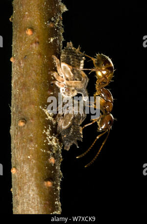 Les fourmis (Prenolepis imparis hiver) tendant les nymphes de l'Two-Marked Enchenopa (Treehopper binotata) sud des Appalaches en Caroline du Sud, USA, mai. Banque D'Images