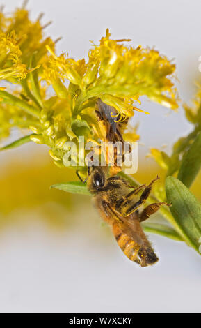 L'abeille européenne (Apis mellifera) pris en embuscade Bug (Phymata) sur Houghton (Solidago) sud des Appalaches, en Caroline du Sud, USA, septembre. Banque D'Images