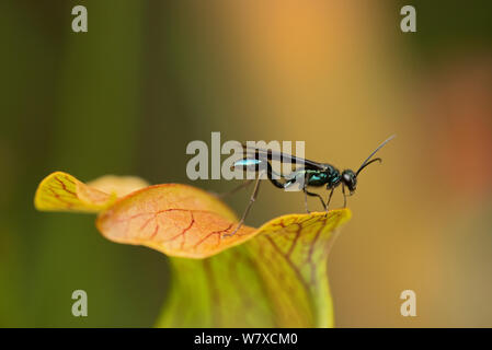 La boue bleu barbouilleur (Wasp Chalybion californicum) sur une montagne sweet sarracénie Sarracenia rubra (jonesii) Tourbière de la cataracte, dans le sud des Appalaches, en Caroline du Sud, USA, septembre. Banque D'Images