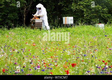 Russell Flynn, de Gwent en portant des apiculteurs apiculture costume, assister à l'abeille (Apis) meliffera ruches au pré des fleurs, Pontypool, Pays de Galles, Royaume-Uni, juillet 2014. Banque D'Images