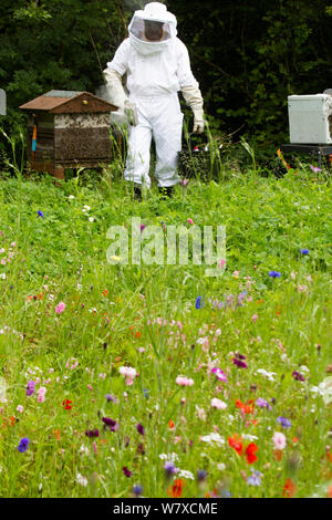 Russell Flynn, de Gwent en portant des apiculteurs apiculture costume, assister à l'abeille (Apis) meliffera ruches au pré des fleurs, Pontypool, Pays de Galles, Royaume-Uni, juillet 2014. Banque D'Images