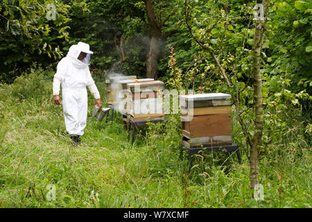 Russell Flynn, de Gwent en portant des apiculteurs apiculture costume, assister à l'abeille (Apis) meliffera ruches dans Old Orchard, Pontypool, Pays de Galles, Royaume-Uni, juillet 2014. Banque D'Images