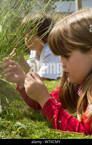 Les enfants de l'école primaire à la recherche à la lavande (Lavandula sp) fleurs plantées dans le jardin de l'école d'attirer les abeilles. Une partie des Amis de la Terre & national# 39;Bee Friendly&# 39 ; campagne, dans le sud du Pays de Galles, Royaume-Uni, juillet 2014. Parution du modèle. Banque D'Images