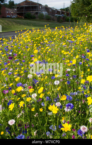 Fleurs sauvages, y compris le maïs tagètes (Chrysanthemum segetum) et de bleuet (Centaurea cyanus) plantés sur route pour attirer les abeilles. Une partie des Amis de la Terre &# 39;Bee Friendly&# 39 ; campagne avec le Bron Afon Community Housing Association, près de Liverpool, dans le sud du Pays de Galles, Royaume-Uni. Juillet 2014. Banque D'Images