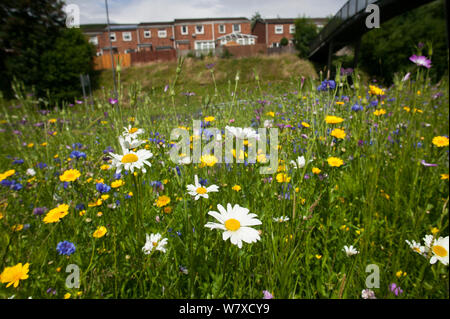 Ox eye daisies (Chrysanthemum leucanthemum) et Prairie renoncules (Ranunculus acris) semé d'attirer les abeilles dans le cadre de l'Amis de la Terre &# 39;Bee Friendly&# 39 ; campagne avec le Bron Afon Community Housing Association, Cwmbran, dans le sud du Pays de Galles, Royaume-Uni. Juillet 2014. Banque D'Images