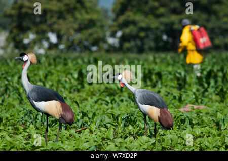 Gris deux grues couronnées (Balearica regulorum gibbericeps) de nourriture dans un champ de haricots près d'un travailleur agricole à pulvériser de l'insecticide. Une ferme commerciale, la Tanzanie, l'Afrique de l'Est. Décembre 2010. Banque D'Images