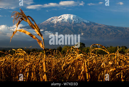 Domaine de l'African maïs (Zea mays) ci-dessous le Kilimandjaro, Tanzanie, Afrique de l'Est. Août 2010. Banque D'Images