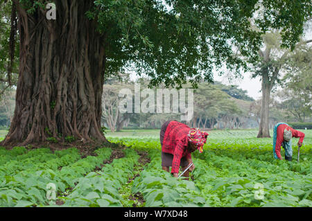 Le désherbage des femmes dans un haricot vert (Phaseolus vulgaris) champ sur une ferme commerciale. Tanzanie, Afrique de l'Est. Août 2011. Banque D'Images