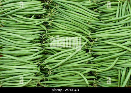 Récoltées en vert les haricots (Phaseolus vulgaris) sur une ferme commerciale, la Tanzanie, l'Afrique de l'Est. Banque D'Images