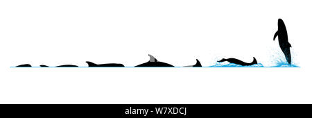 Illustration du comportement de plongée et d'un orque pygmée (Feresa attenuata). Banque D'Images
