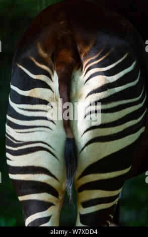 L'Okapi (Okapia johnstoni) close up de bandes sur pattes, captive, se produit en forêt de l'Ituri, République démocratique du Congo. Banque D'Images