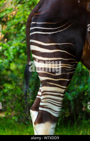 L'Okapi (Okapia johnstoni) close up de bandes sur pattes, captive, se produit en forêt de l'Ituri, République démocratique du Congo. Banque D'Images