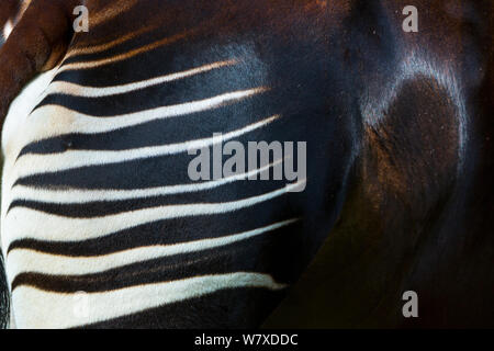 L'Okapi (Okapia johnstoni) close up de bandes sur pattes, captive, se produit en forêt de l'Ituri, République démocratique du Congo. Banque D'Images