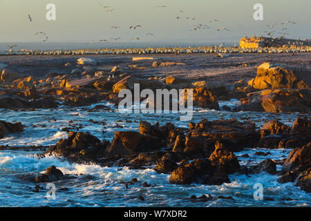 Cape de Bassan (Morus capensis) colonie sur la côte de l'île Bird, Lambert&# 39;s Bay, province de Western Cape, Afrique du Sud, septembre 2012. Banque D'Images