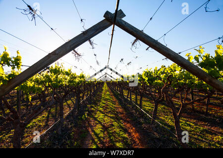 Vignoble avec fil et cadre en bois, Vanrhynsdorp, province de Western Cape, Afrique du Sud, septembre 2012. Banque D'Images