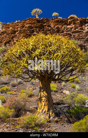 Quiver Tree (Aloe dichotoma) Kokerboom Forest, Nieuwoudtville, Namaqualand, le nord de la province du Cap, Afrique du Sud, septembre 2012. Banque D'Images