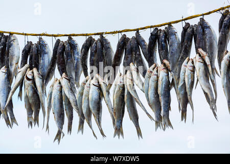 Bokkom, poisson salé et séché un mulet du Sud (Liza richardsonii) poissons, Velddrif, Village Berg River, péninsule de la côte ouest, province de Western Cape, Afrique du Sud, septembre 2012. Banque D'Images
