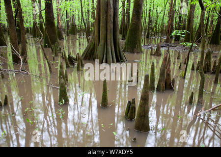 Zone inondée avec des arbres de cyprès chauve (Taxodium distichum) et cyprès les genoux de plus en plus hors de l'eau le long du sentier de la promenade de Congaree National Park, South Carolina, USA. Banque D'Images