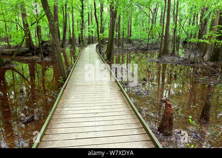 Le sentier de la promenade à travers les marais de cyprès chauve (Taxodium distichum) genoux dans Congaree National Park en Caroline du Sud, USA. Banque D'Images