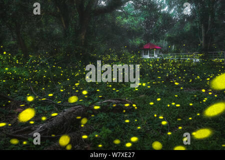 Firefly en forêt la nuit, paysage fantastique. Banque D'Images