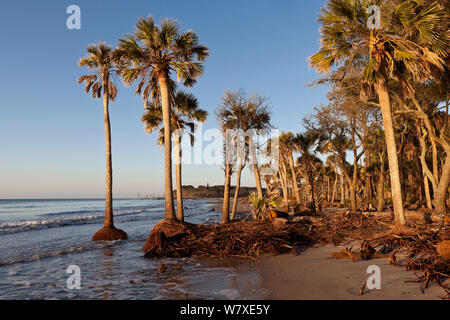 Palmiers dans l'océan Atlantique en raison de l'érosion côtière, la chasse Island State Park, South Carolina, USA. Banque D'Images