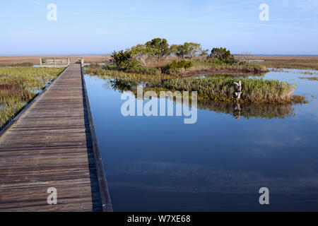 La promenade du marais dans la chasse Island State Park, South Carolina, USA. Banque D'Images