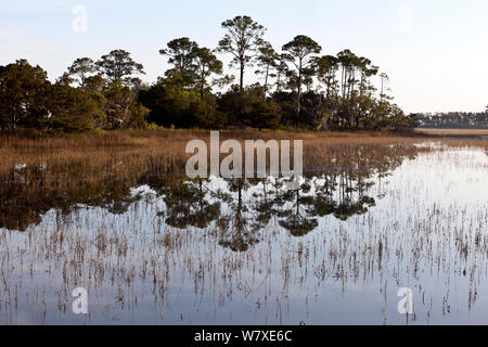 Arbres se reflétant le long de la promenade du marais dans la chasse Island State Park, South Carolina, USA. Banque D'Images