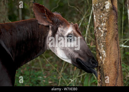 L'Okapi (Okapia johnstoni) se nourrissent de l'écorce, les captifs à la Réserve de faune à okapis d'Epulu, UNESCO World Heritage Site, forêt d'Ituri, République démocratique du Congo. Banque D'Images