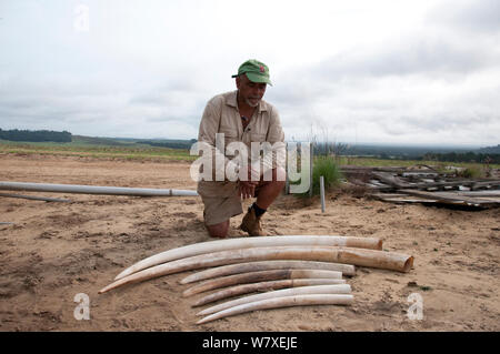 Photographe Steve O. Taylor avec défenses d'éléphant africain (Loxodonta africana) avant de brûler de l'ivoire, Wongue Wongue Parc Présidentiel, le Gabon , août 2012. Banque D'Images