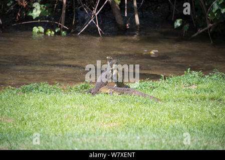 Varan de savane (Varanus exanthematicus) combats, l'île de Ngamba, Lac Victoria, en Ouganda. Banque D'Images
