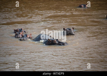 L'Hippopotame (Hippopotamus amphibius) dans la rivière, République démocratique du Congo. Banque D'Images