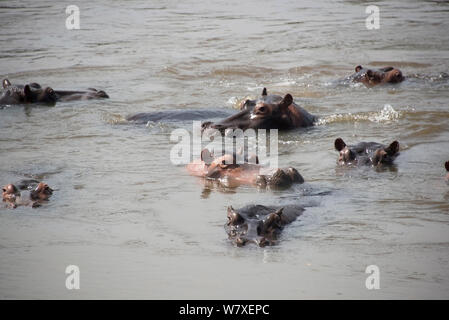 L'Hippopotame (Hippopotamus amphibius) dans la rivière, le parc national de la Garamba (République démocratique du Congo. Banque D'Images