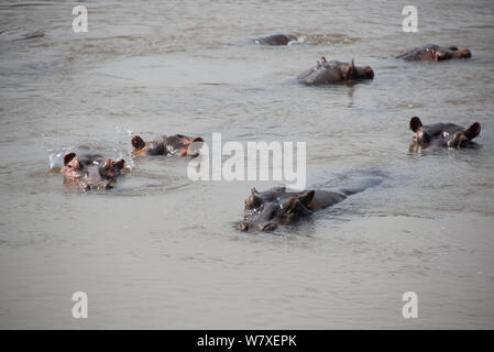 L'Hippopotame (Hippopotamus amphibius) dans la rivière, le parc national de la Garamba (République démocratique du Congo. Banque D'Images