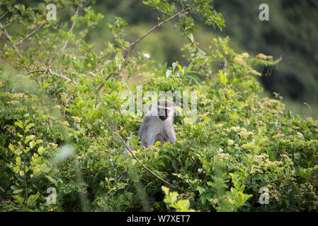 Un singe (Chlorocebus pygerythrus Ishango), le Parc National des Virunga, en République démocratique du Congo. Banque D'Images