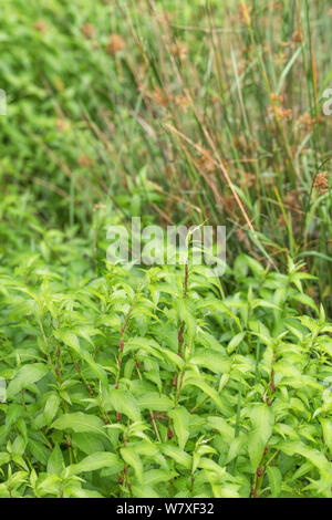 Feuilles d'eau Polygonum hydropiper / Poivre  = Persicaria hydropiper développe à river edge. Une fois utilisée comme plante médicinale dans les remèdes. Banque D'Images