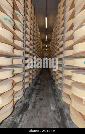 Fromages de Beaufort en cave. 20 000 fromages sont conservés dans des caves 26 ici, et le processus de vieillissement est de 5 mois. Bourg-Saint-Maurice, Savoie, Rhone-Alpes, France, mai 2014. Banque D'Images