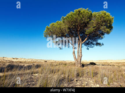 Pin (Pinus sp) sur le bord de dune de sable, vallée du Guadalquivir, le Parc National de Donana, Andalousie, Espagne, mars 2014. Banque D'Images