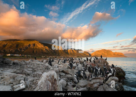 Pingouins africains (Spheniscus demersus) sur rock avec les Bettys Bay montagnes au-delà. Bettys Bay, Western Cape, Afrique du Sud. Janvier 2014. Les non-ex. Banque D'Images