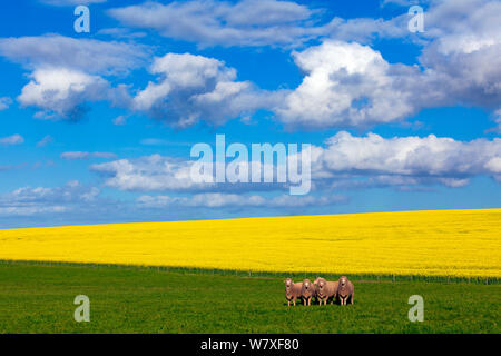 Terres agricoles colorés sur une journée de printemps ensoleillée. D'Overberg, Western Cape, Afrique du Sud. Août 2009. Les non-ex. Banque D'Images