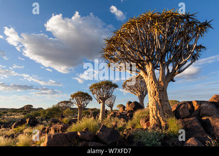 Arbres carquois en dessous d'un ciel nuageux ciel d'été. Quiver Tree Forest, Keetmanshoop, la Namibie. Mars 212. Les non-ex. Banque D'Images