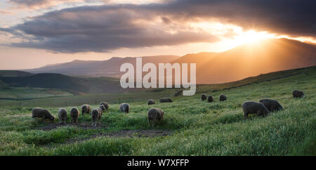 Des moutons paissant dans la vallée de la montagne au coucher du soleil. D'Overberg, Afrique du Sud. Octobre 2008. Les non-ex. Banque D'Images