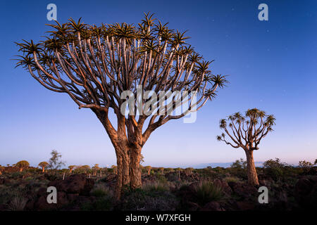 Arbres carquois en dessous d'un ciel crépusculaire et les premières étoiles. Quiver Tree Forest, Keetmanshoop, la Namibie. Février 2012. Les non-ex. Banque D'Images