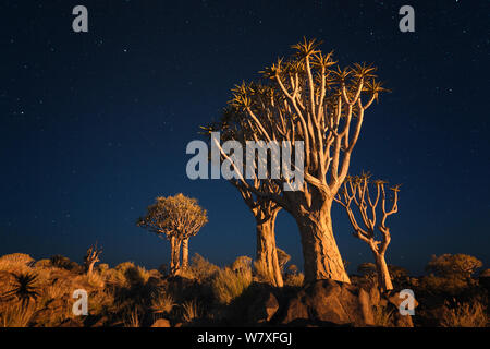 Arbres carquois ci-dessous début de ciel nocturne. Quiver Tree Forest, Keetmanshoop, la Namibie. Février 2012. Les non-ex. Banque D'Images