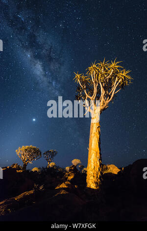 Arbres carquois en dessous du ciel nocturne. Quiver Tree Forest, Keetmanshoop, la Namibie. Février 2012. Les non-ex. Banque D'Images