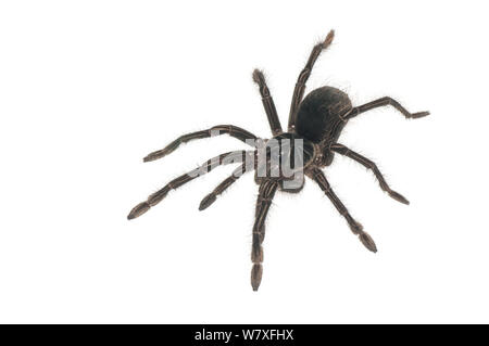 Sous-adultes Bourgogne bird-eater tarantula (Theraphosa stirmi), montagnes Kanuku, Guyana, juillet. Meetyourneighbors.net projet. Banque D'Images