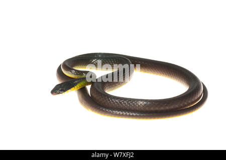 Brillant commun racer (Drymoluber cardis), montagnes Kanuku, Guyana, juillet. Meetyourneighbors.net projet. Banque D'Images