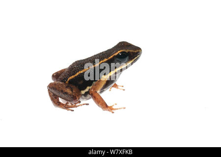 Grenouille poison thighed brillant (Allobates fémorale), fleuve Berbice, Guyana, septembre. Meetyourneighbors.net projet. Banque D'Images