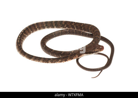 Brown serpent Chironius fuscus (SIPO), fleuve Berbice, Guyana, septembre. Meetyourneighbors.net projet. Banque D'Images