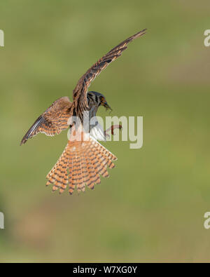 Crécerelle d'Amérique (Falco sparverius) atterrissage avec grasshopper proie. Colorado, USA, juin. Banque D'Images