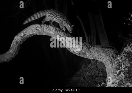 Genet Genetta genetta (commune) sur une branche, pris dans la nuit avec un appareil photo à distance à infra-rouge, piège France, janvier. Banque D'Images